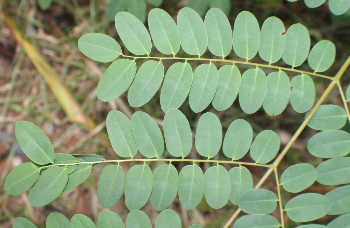 Adenanthera pavonina L.